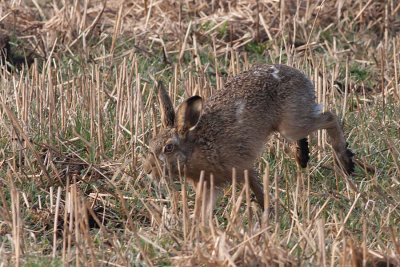 Hare - Hare- Lepus europaeus