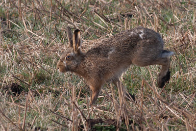 Hare - Hare- Lepus europaeus