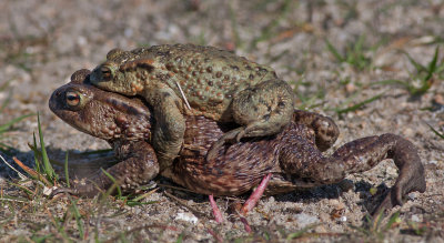 Common Toad male and female - Bufo bufo - Skrubtudse han og hun 