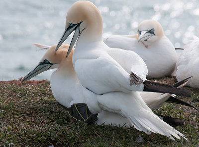 Gannet - Sule - Morus bassanus