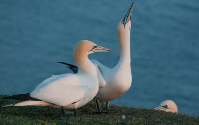 Gannet - Sule - Morus bassanus