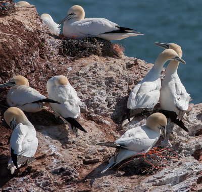 Gannet - Sule - Morus bassanus