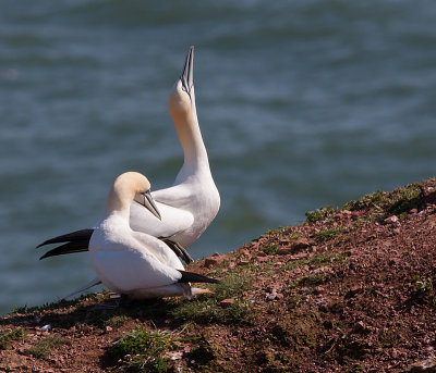 Gannet - Sule - Morus bassanus