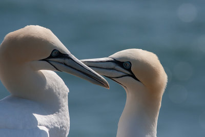 Gannet - Sule - Morus bassanus