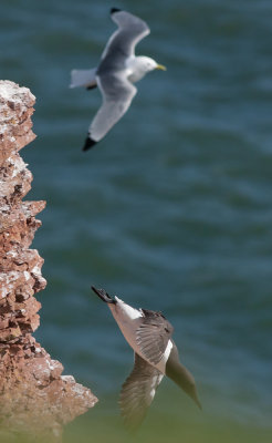 Guillimot - Lomvie - Uria aalge