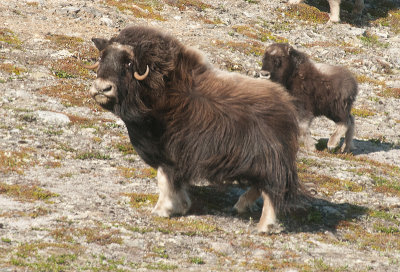 Moskusokse 