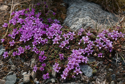 Purpur Stenbrk - Saxifragaceae oppositifolia