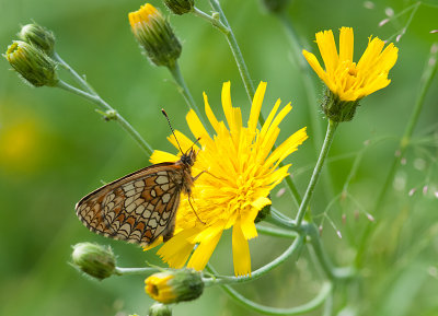 Okkergul Pletvinge - Melitaea phoebe