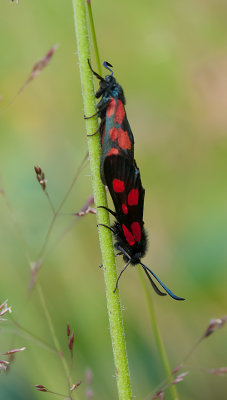 Seksplettet kllesvrmer - Zygaena fillipendulae