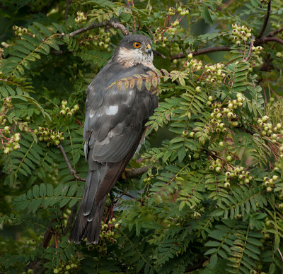 Sparrowhawk male- Spurvehg  - Accipiter nisus