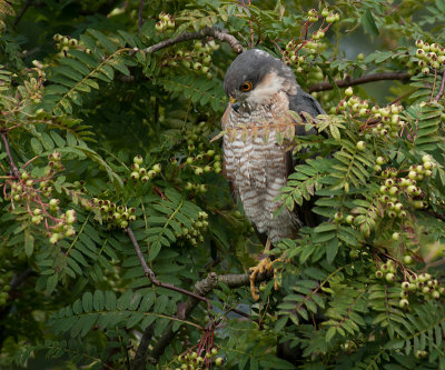 Sparrowhawk male- Spurvehg  - Accipiter nisus