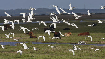 Spoonbill - Skestork - Platalea leucorodia