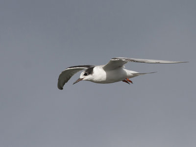 Common Tern - Fjordterne - Sterna hirundo