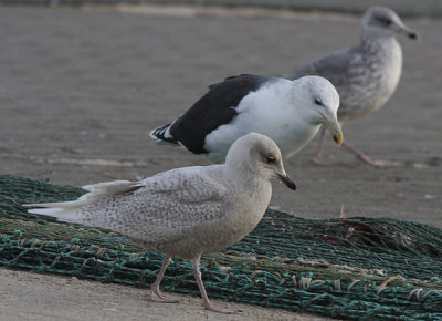 Iceland Gull - Hvidvinget Måge - Larus laucoides