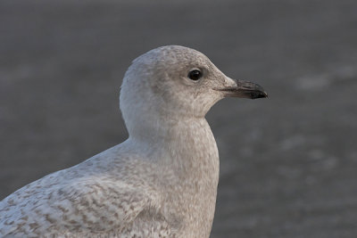 Iceland Gull - Hvidvinget Måge - Larus laucoides
