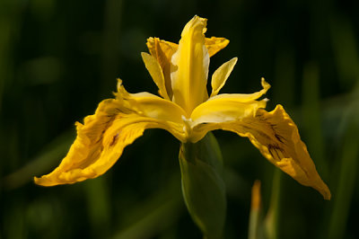 Gul Iris - Iridaceae - psesudacorus 