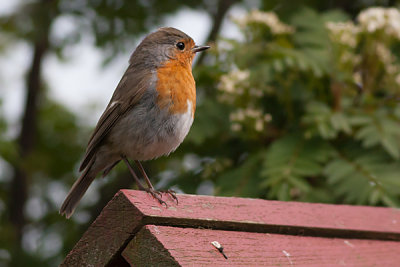 Robbin - Roedhals - Erithacus rubecula