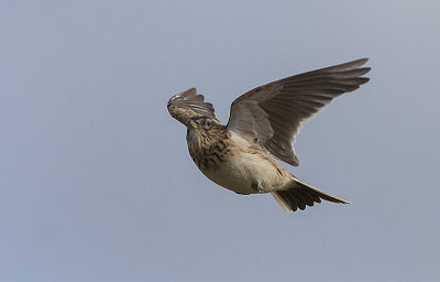 Skylark - Sanglrke - Alauda arvensis