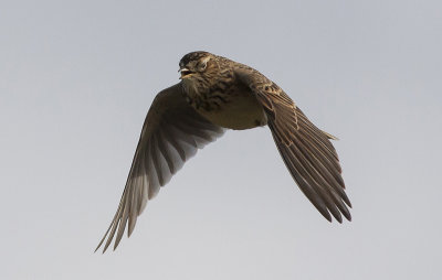 Skylark - Sanglrke - Alauda arvensis