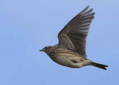 Skylark - Sanglrke - Alauda arvensis