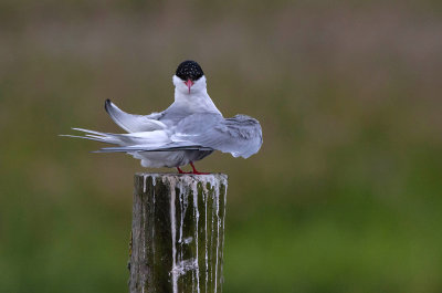 Arctic Tern - Havterne - Sterna Paradisaea