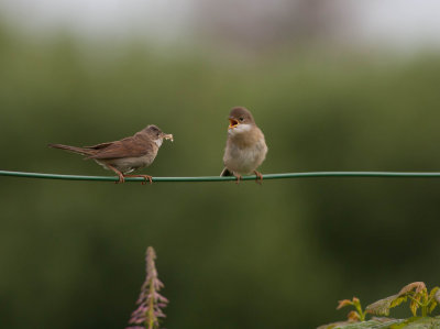 Common Whitethroat - Tornsanger - Sylvia communis