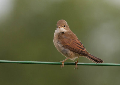 Common Whitethroat juv - Tornsanger - Sylvia communis