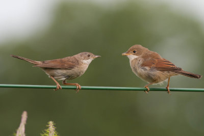 Common Whitethroat - Tornsanger - Sylvia communis