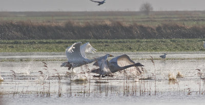 Whooper Swan - Sangsvane - Cygnus cygnus