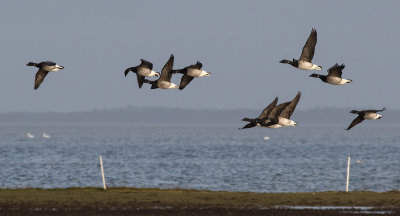 Pale-Bellied Brent Goose - Lysbuget Knortegs - Branta bernicla hrota