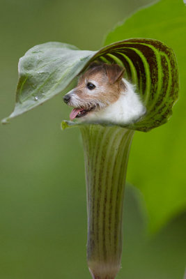 jack russell-in-the-pulpit.jpg