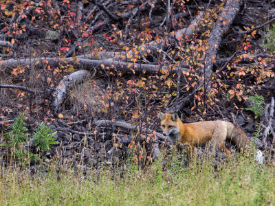 Red tail fox.