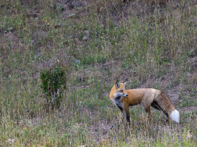 Red Tail Fox alt.