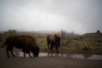 Bison In The Mist.