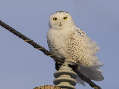 Snowy Owl