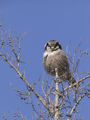 Northern Hawk Owl.