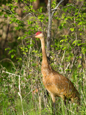 Sandhill Crane