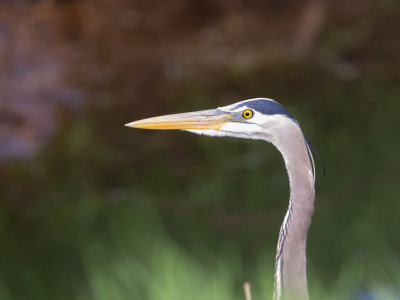 Heron close up
