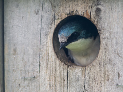 Tree Swallow