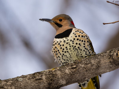 Northern Flicker