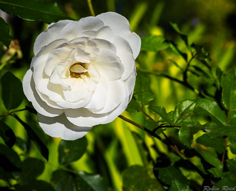 Winter Blooms