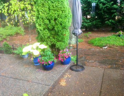 Annie's backyard 