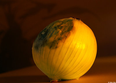 The Onion