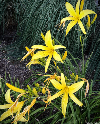 Spring Flowers