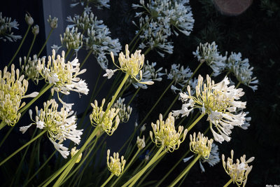 Agapanthus in Bloom