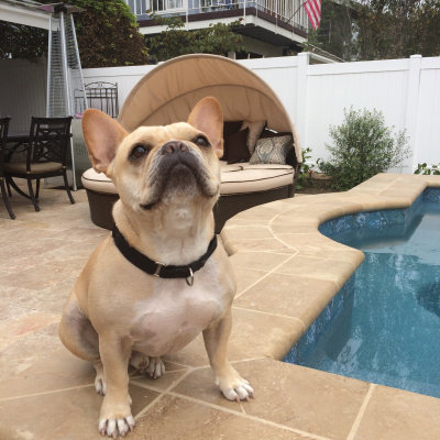 Milo basking in new backyard
