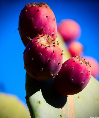 Backyard Cactus