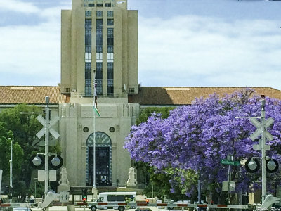 Jacaranda Trees