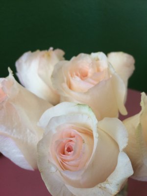 Roses on my breakfast table at restaurant.