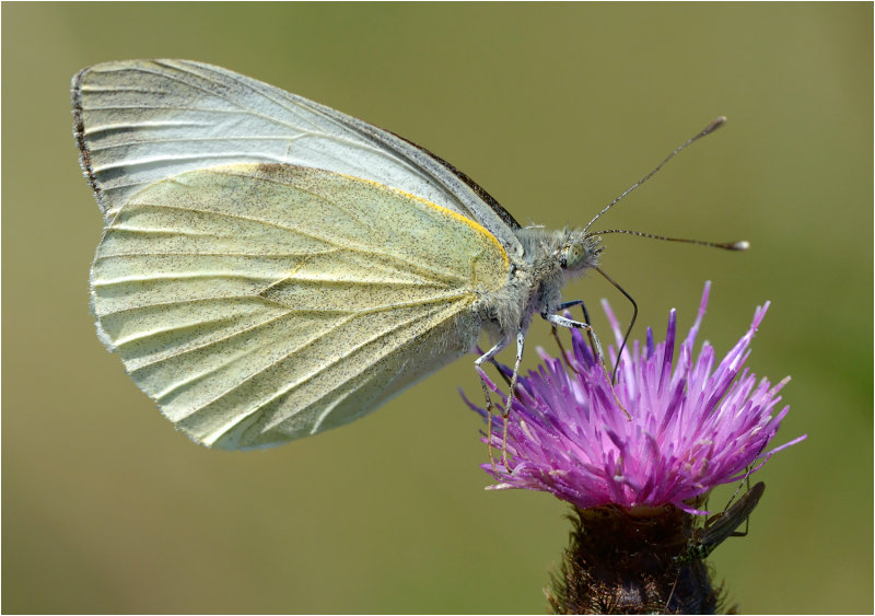 Large White on Knapweed